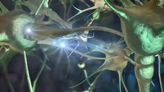 人类大脑神经元神经元行动电冲动