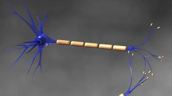 人类大脑神经元神经元<strong>行动</strong>电冲动