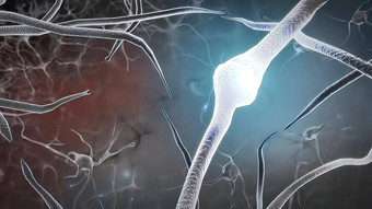 介绍大脑冲动神经元系统转移脉冲生成