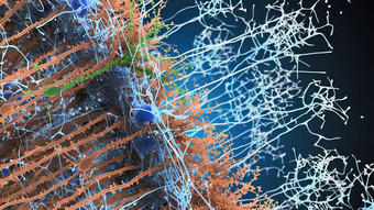 细胞网络身体神经元系统