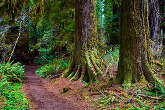 小道徒步旅行者探索惊人的红木森林
