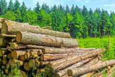 锯堆放日志树树干森林清算德国