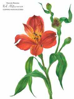 分支盛开的红色的alstroemeria