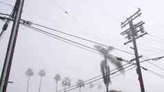 棕榈树雾城市街有雾的多雾的天气权力行加州