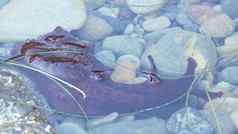 海野兔软体动物潮池水红色的软体动物潮间带水坑阿纳斯普迪动物