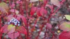 红色的秋天叶子野生山茱萸浆果秋天叶森林森林叶子公园