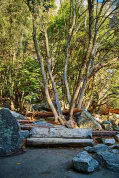 简单的板凳上集群树日益增长的岩石