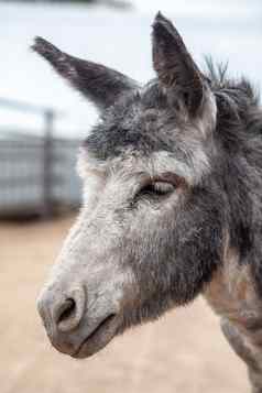 驴头特写镜头动物农场肖像灰色的驴