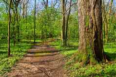 中西部森林晚些时候春天徒步旅行小道树