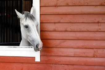 白色灰色的马窗口外马稳定的使棕色（的）木木板免费的空间文本图片
