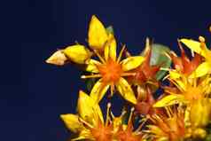 黄色的明星花开花关闭现代植物背景Sedum披针叶菌家庭景天科高质量大大小打印