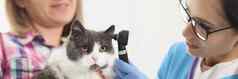 老板女人持有猫宠物手兽医检查耳朵特殊的工具