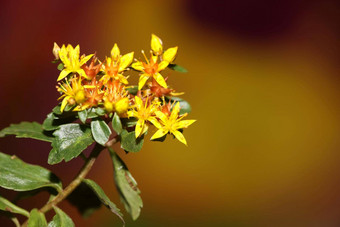 <strong>黄色</strong>的明星<strong>花开</strong>花关闭现代植物背景Sedum披针叶菌家庭景天科高质量大大小打印