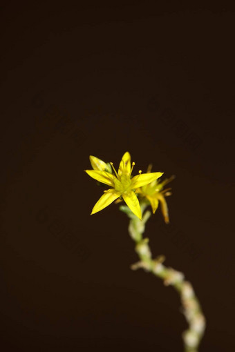 黄色的明星花开花关闭现代植物背景Sedum披针叶菌家庭景天科高质量大大小打印