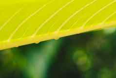 美丽的透明的雨露水水滴新鲜的叶摘要宏真正的照片可爱的壁纸自然对角行极关闭静脉纹理细胞结构明亮的绿色黄色的背景