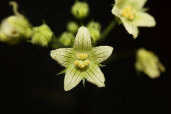 <strong>黄色</strong>的明星<strong>花开</strong>花关闭植物背景bryonia阿尔芭家庭葫芦科大大小高质量打印