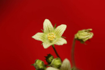 <strong>黄色</strong>的明星<strong>花开</strong>花关闭植物背景bryonia阿尔芭家庭葫芦科大大小高质量打印