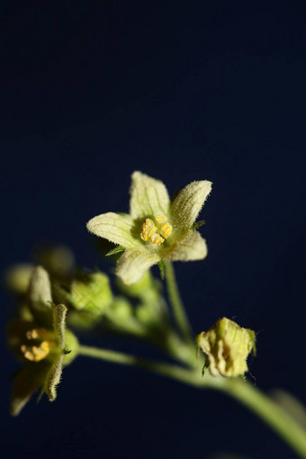 <strong>黄色</strong>的明星<strong>花开</strong>花关闭植物背景bryonia阿尔芭家庭葫芦科大大小高质量打印