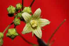 黄色的明星花开花关闭植物背景bryonia阿尔芭家庭葫芦科大大小高质量打印