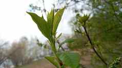 年轻的绿色叶子薄分支自然生活春天柳树树