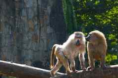 特写镜头猴子动物公园狒狒属灵长类动物猴子家庭动物疾病全球传播猴子病毒人类