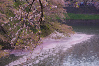 图像樱桃花朵chidorigafuchi