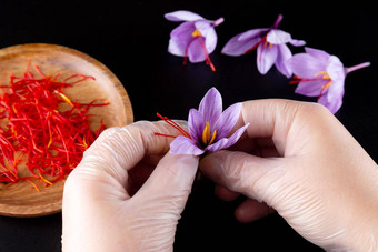 女人乳胶手套木琴藏红花雄蕊番红花属黑色的背景木板雄蕊