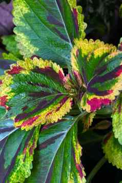 美丽的明亮的彩色的叶子室内植物花背景