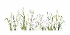 水彩野生草本植物花涂鸦插图场草野花孤立的白色背景