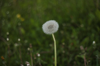 <strong>蒲公英</strong>种子豆荚夏天自然背景<strong>蒲公英</strong>絮球种子特写镜头<strong>照片</strong>