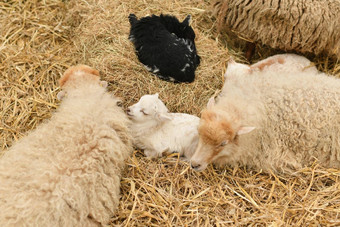 新生儿羊肉铺设有妈妈。