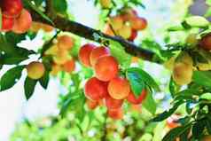 分支机构成熟的黄色的红色的樱桃李子水果花园