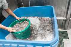 拉丁美洲人工业植物操作符收集冻虾金属容器