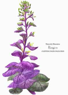 紫色的野生卷心菜芸苔属植物