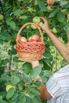 女园丁持有柳条篮子挑选成熟的苹果