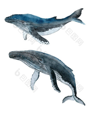 水彩插图座头鲸鲸鱼大<strong>海洋</strong>哺乳动物动物<strong>海海洋海洋</strong>水下野生动物野生自然生态环境水生的濒临灭绝的物种