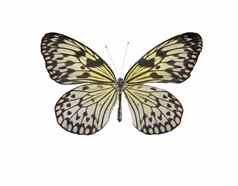 热带蝴蝶的想法白色的想法明锥体年