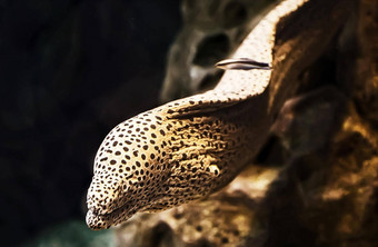 盐水鱼马里鳗鱼水族馆