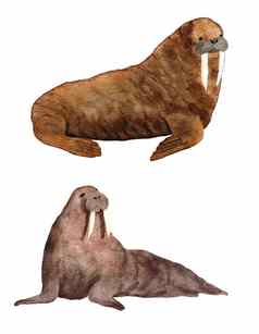 水彩的话,画插图大西洋海象濒临灭绝的海海洋物种海洋哺乳动物野生动物北极地动物棕色（的）皮毛水下生物生态环境