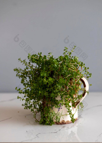 室内植物soleirolia索莱罗利白色花盆