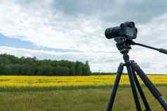 现代专业mirrorless相机三脚架拍摄黄色的场三脚架特写镜头