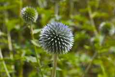 特写镜头绿色野花植物公园