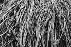 长干薄草农业收获桩有稻草纹理细节协会脆毫无生气的损害病头发茅草背景壁纸阴影灰色的棕色（的）语气股票