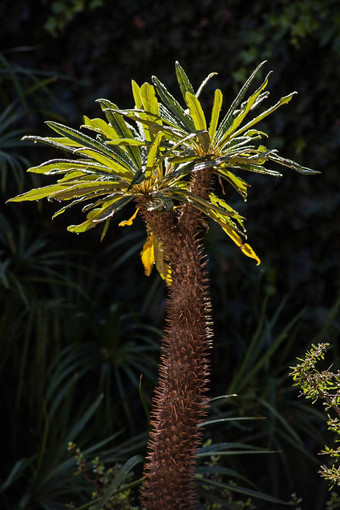马达加斯加棕榈蒴苣苔属lamerei
