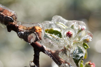 霜保护灌溉冻苹果树开花