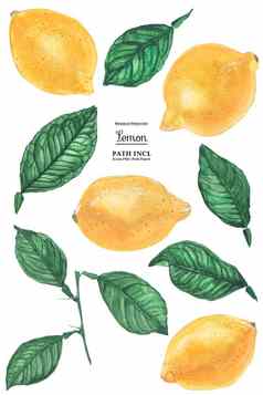 柠檬水果叶子