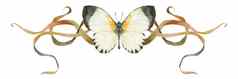 自然设计装饰图案蝴蝶阿皮亚斯植物