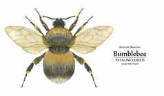 水彩现实的生物艺术插图毛茸茸的大黄蜂