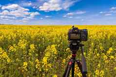 现代专业mirrorless相机三脚架拍摄黄色的场三脚架特写镜头