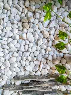 垂直装饰石头砖墙纹理站大小的形状美丽的自然壁纸浪漫的简单的摘要难看的东西白色光灰色阴影背景绿色艾薇植物叶子成长